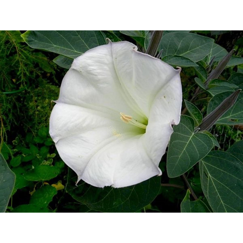 Datura stramonium - Дурман обыкновенный ...