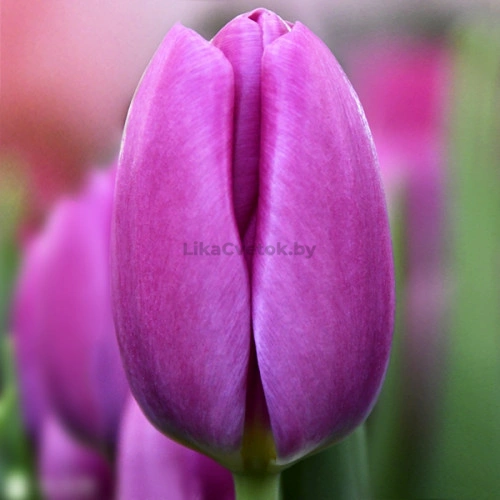 Купить Pink Ardour тюльпаны оптом в Минске beltulips