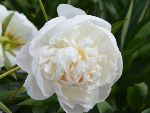 Mother's Choice | Warmerdam Paeonia