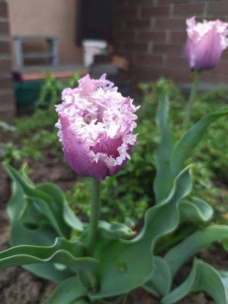 Buy Tulips CUMMINS flower bulbs online | BULBi.nl