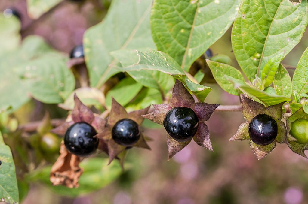 Atropa Belladonna, Картина - Olha Mosuzenko | Artmajeur