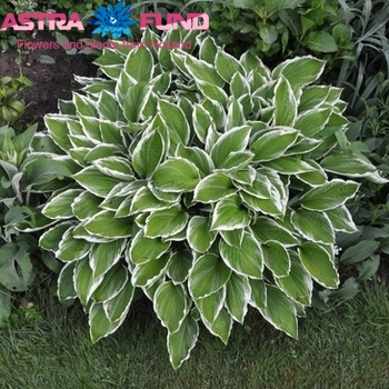 Hosta undulata ...