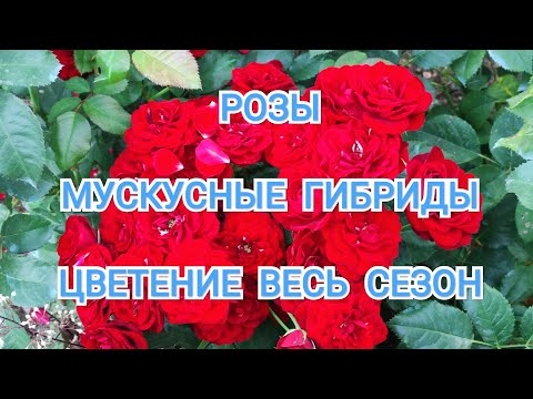 Мускусные розы моего сада, изучаю особенности ухода ...