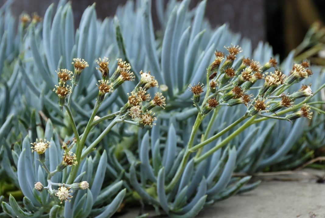 Крестовник обыкновенный (лат. Senecio vulgaris)