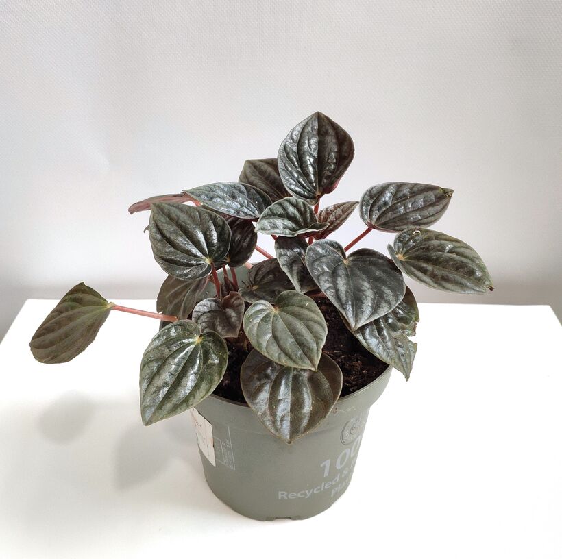 Пеперомия туполистная (Peperomia Obtusifolia) D5см - купить в ...