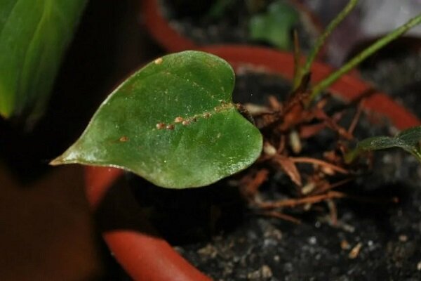 Антуриум (Anthurium) уход в домашних ...