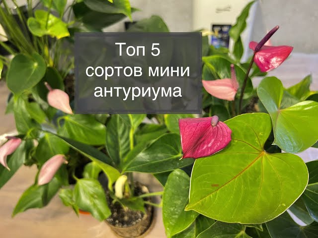 Лучевидный сорт цветов - Антуриум Лилли ...