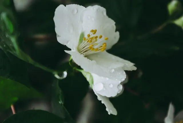 Скачать картинки Epiphyllum ruestii ...