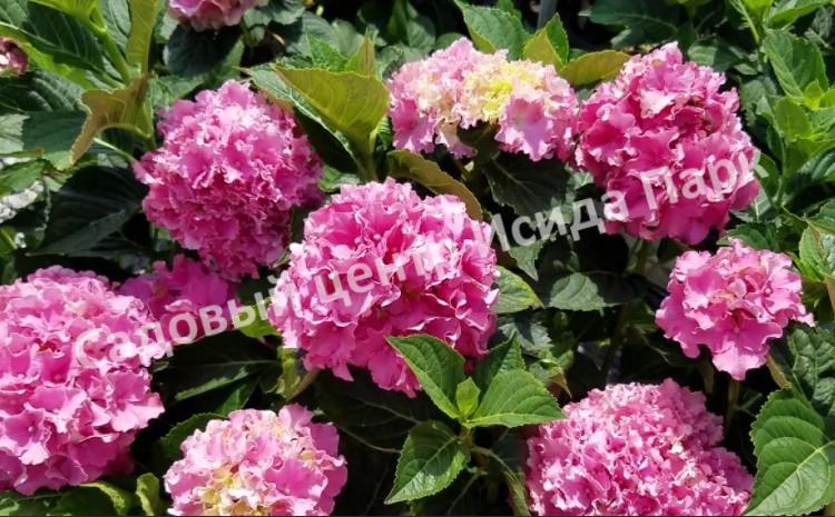 Купить Гортензия крупнолистная Hydrangea macrophylla Spike ...