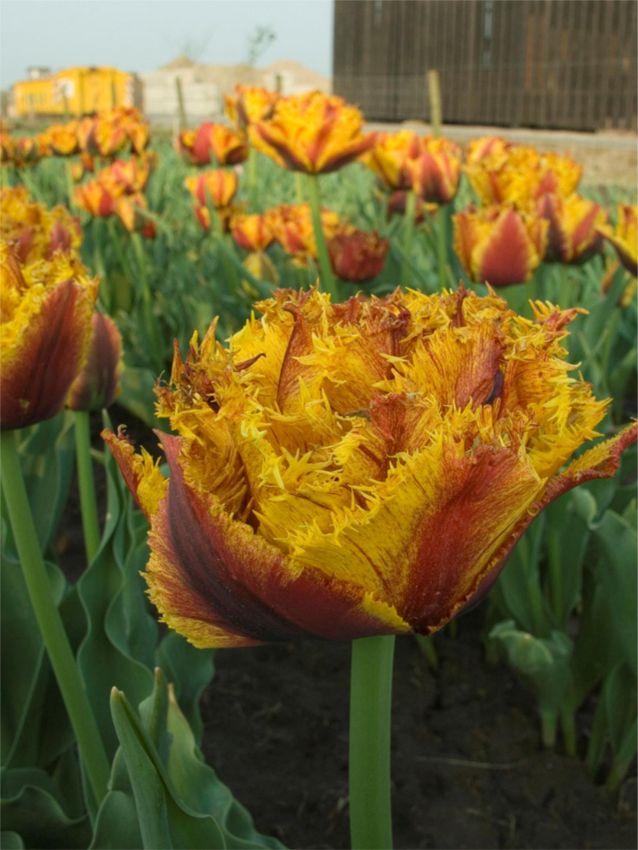 Тюльпан Бастия (Tulipa Bastia) - Тюльпаны Бахромчатые ...