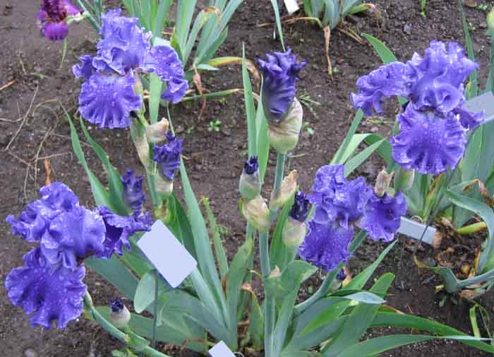 Trails End Iris Gardens