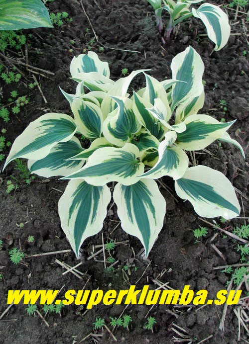 Хоста голубая (Hosta Blue): виды и сорта с фото, названием и ...