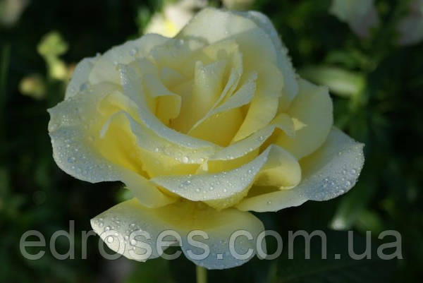 Elina tea rose hi-res stock photography and images - Alamy