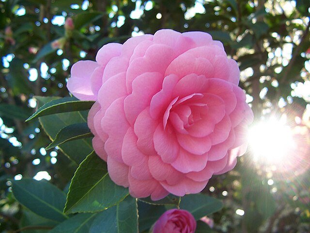 Camellia Sasanqua - Pink Snow – Sammy's ...