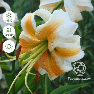 Lily (Lilium) White Planet 🌷 Order online in EU directly ...