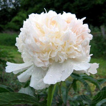 Paeonia Moon over Barrington - Peonies ...