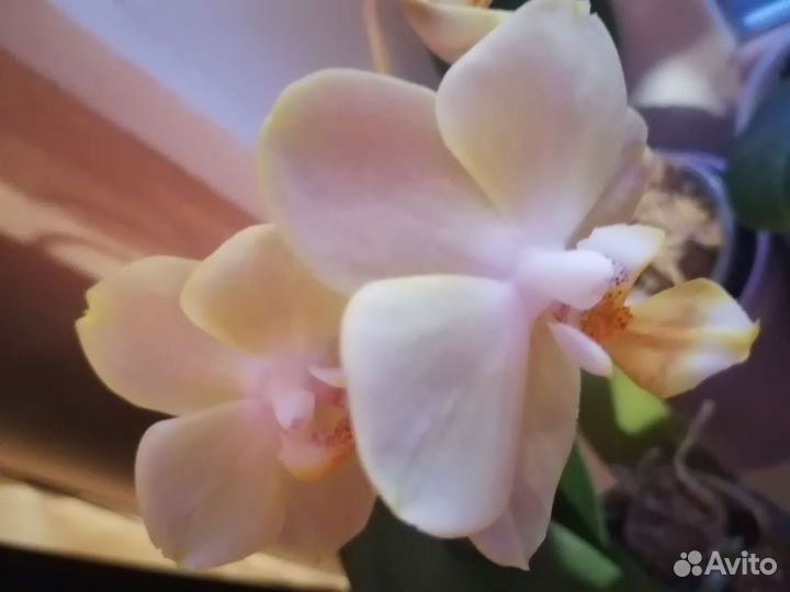 Орхидея Phalalaenopsis Bologna peloric