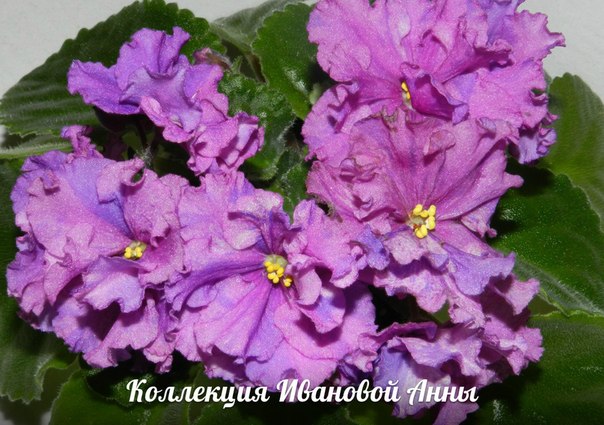 Virtual Violet :: Просмотр темы - Выставка фиалок 15-20 ...