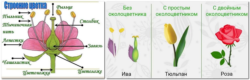 Органы растений - Bio-Lessons