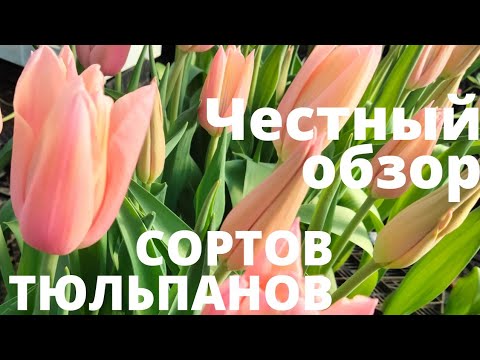 Купить луковицы тюльпанов серии триумф ...