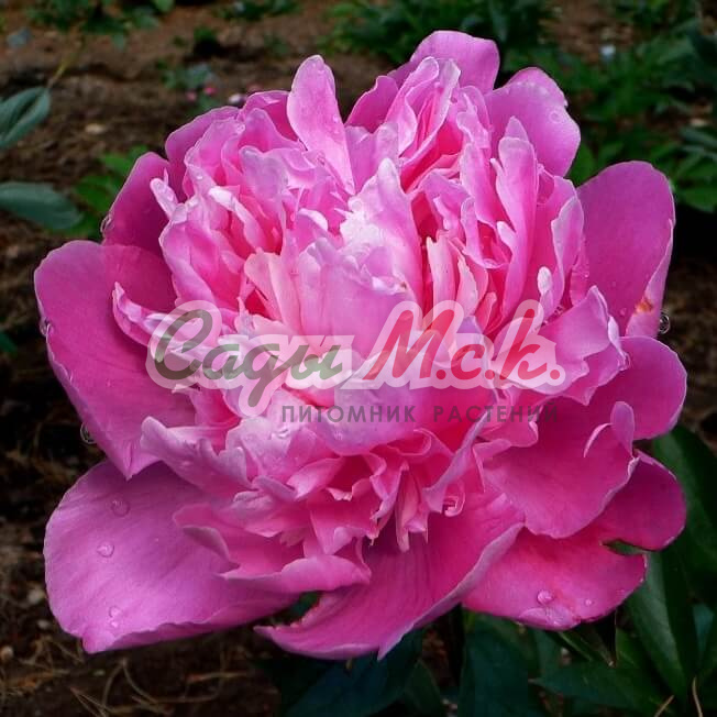 Peony Soft Salmon Saucer - plant, care and cultivation. Peony ...