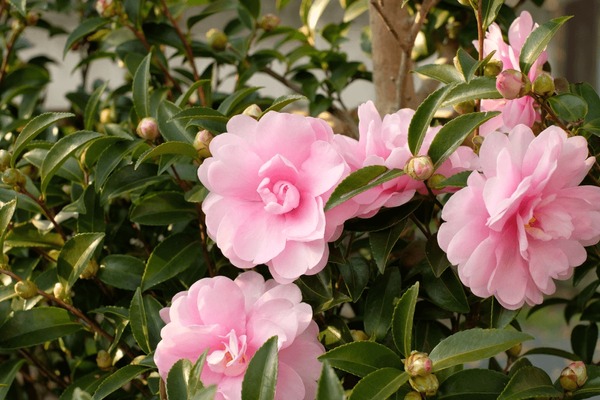 Baby Pink Camellia