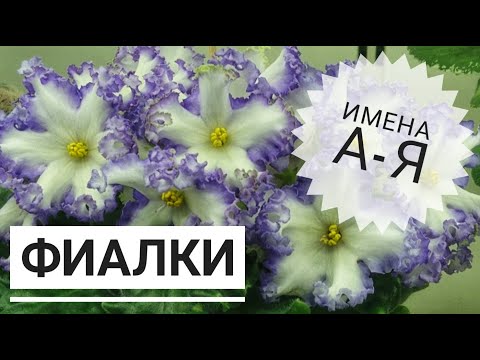 Фиалка ЕК-Дикая Орхидея(Коршунова ...