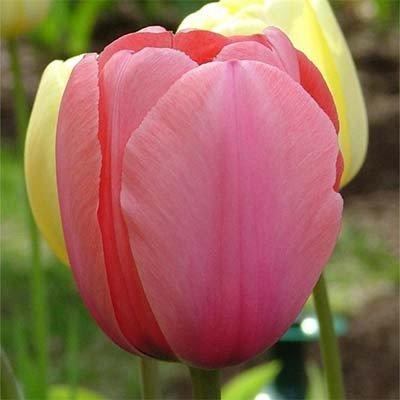 Tulipa 'Pink Impression' (Darwin Hybrid ...