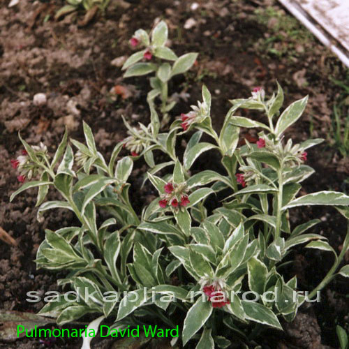 Tropaeolum speciosum ...