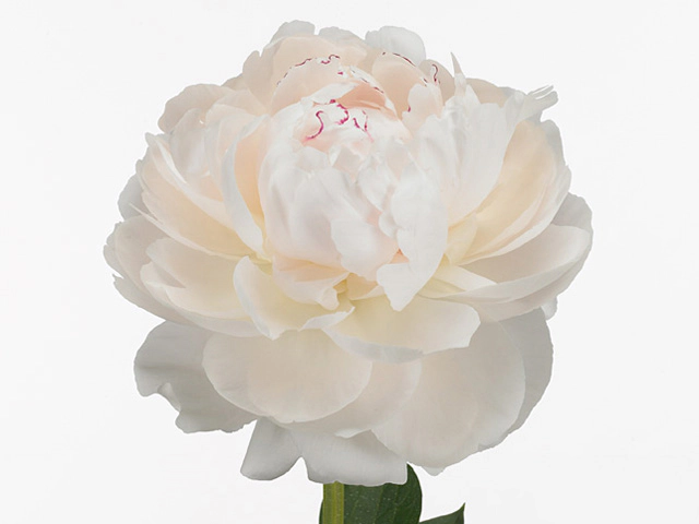 White Odile peonies in a metal vase. Beautiful peony flower ...