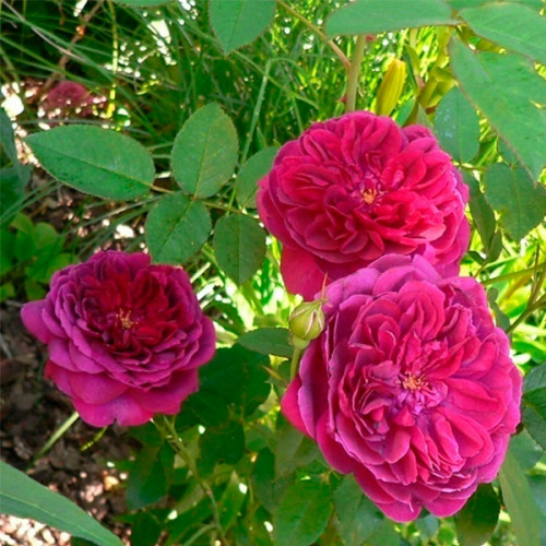 Английская роза Darcey Bussell (AUSdecorum, Monferrato, Дарси ...