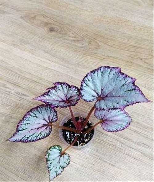 Begonia SEMPERFLORENS или Бегония Вечноцветущая (семена)