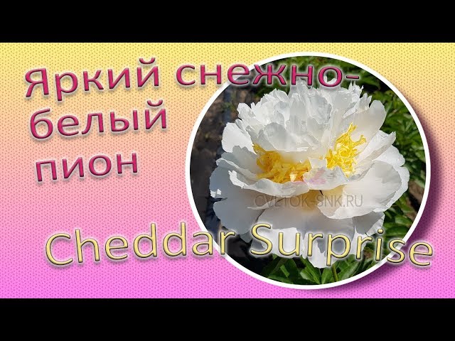 Пион Cheddar Surprise купить в Москве по низкой цене ...