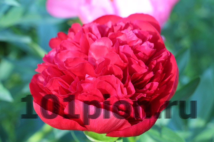 Paeonia Diana Parks Пион Диана Паркс