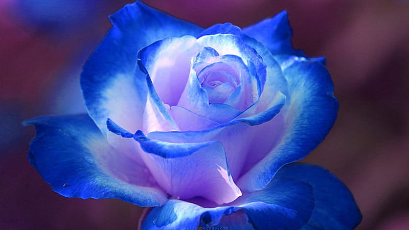 Rose 3D wallpaper, Rose Images, Flower Images