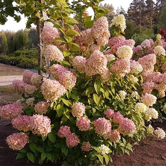 🌿 Саженцы Гортензии ​​Меджикал Кэндл (Hydrangea paniculata ...