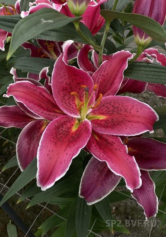 Лилия Азиатская красный - Lilium – Garden Seeds Market ...