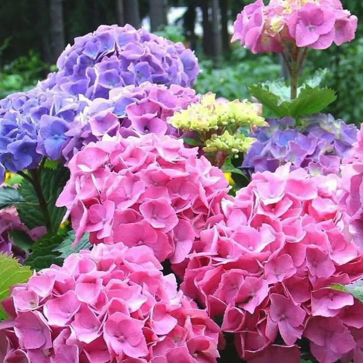 Hydrangea macrophylla 'Bouquet Rose ...