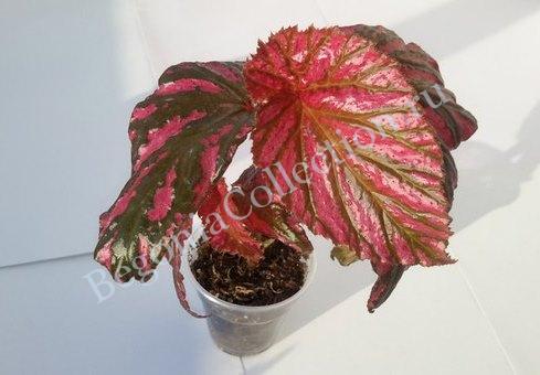 Begonia maculata, Begonia corallina, Begonia argenteo-guttata ...