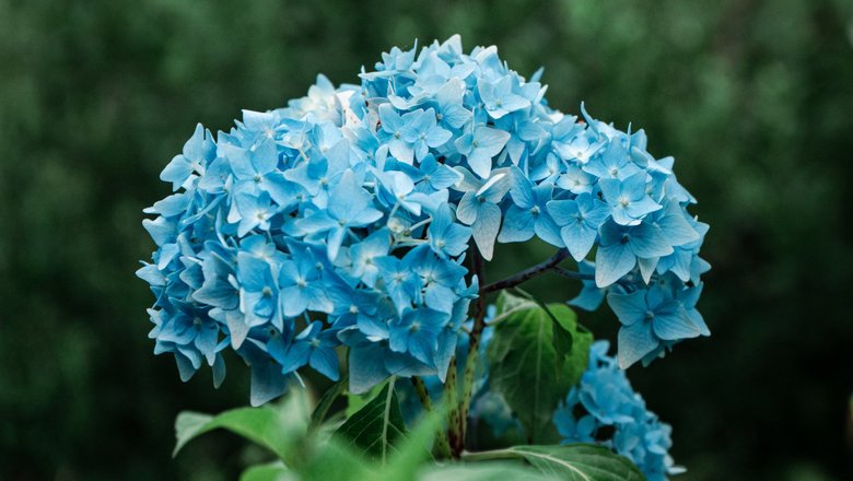 Гортензия древовидная (Hydrangea arborescens `Candybelle ...