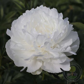 Пион Paeonia Lillian Wild