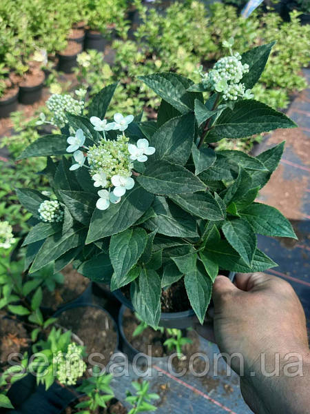 Hydrangea paniculata Sugar Rush-Гортензия метельчатая Шугар ...