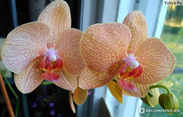 Орхидея Phalaenopsis Salinas