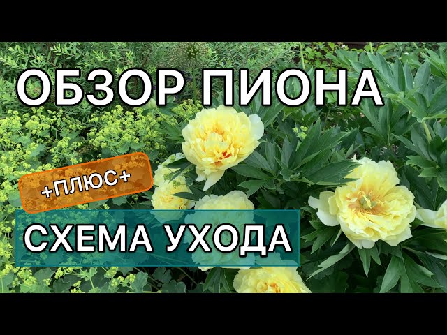 Пион Bartzella (2-4 почки) купить