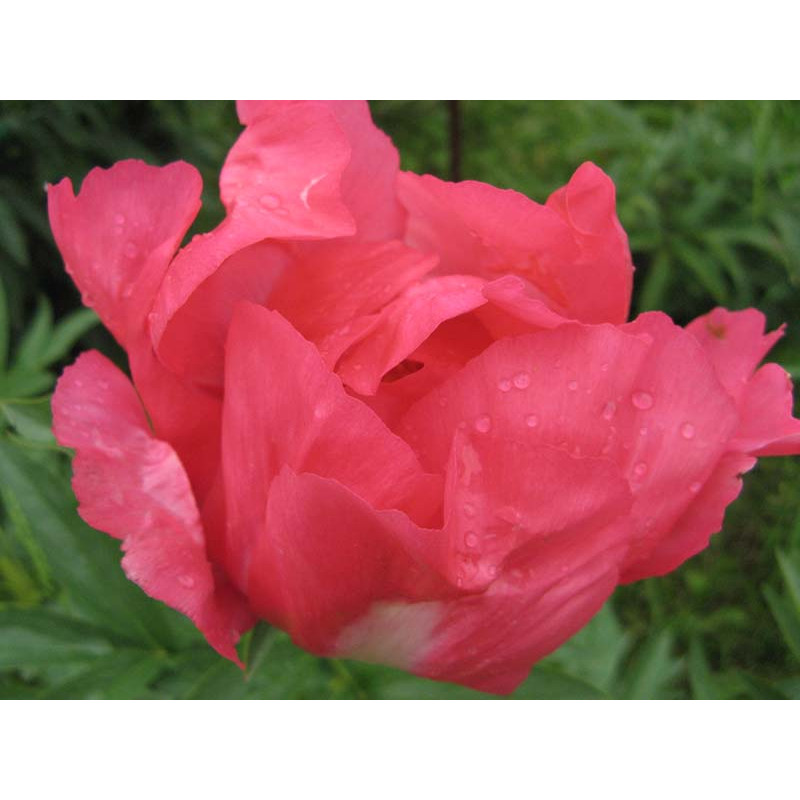 Пион “Флейм” (Paeonia “Flame”) купить в ...