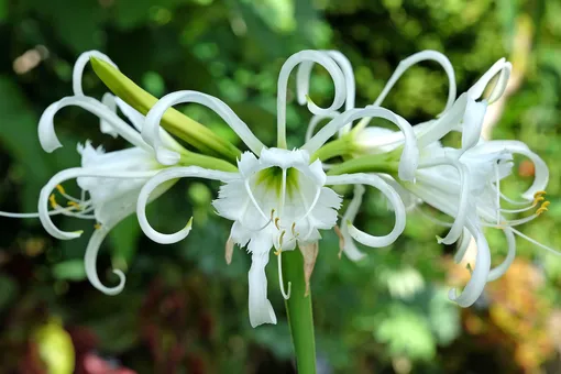 Нарцисс Гераниум тацеттовидный Narcissus geranium купить ...