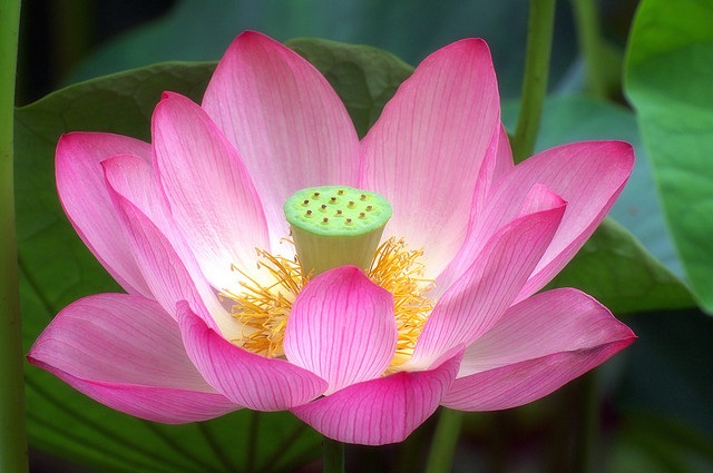 Абсолют Лотос розовый (Nelumbo nucifera ...