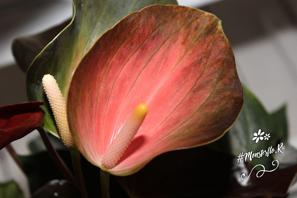 Homemade anthurium Rainbow Champion, variety review - YouTube