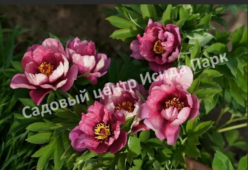 Paeonia Pink Double Dandy