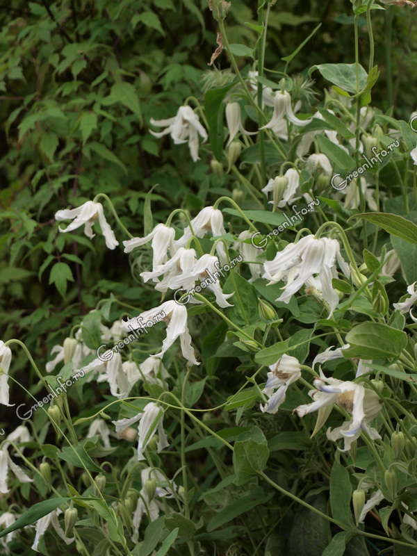 Купить Клематис Стар оф ИндияClematis star of india - в ...